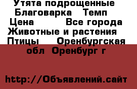 Утята подрощенные “Благоварка“,“Темп“ › Цена ­ 100 - Все города Животные и растения » Птицы   . Оренбургская обл.,Оренбург г.